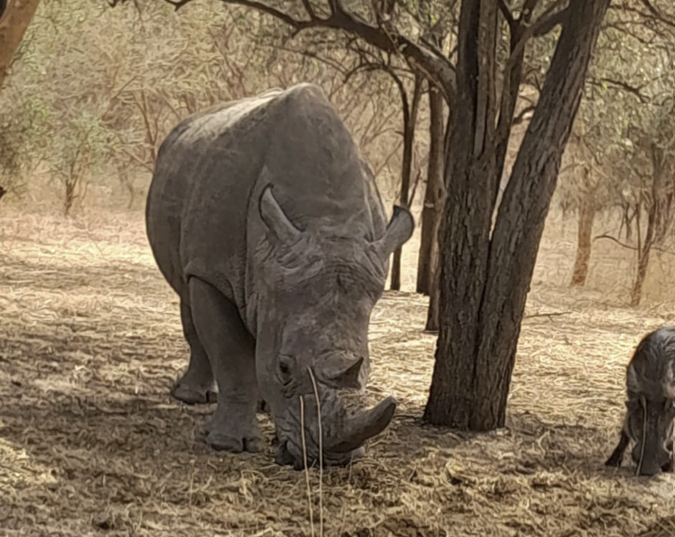 Rhinoceros à la réserve de Bandia